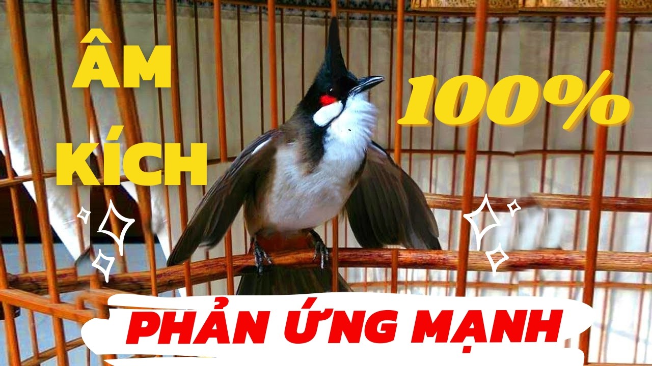 Chào Mào Kích Bổi Lên Lửa!.. Luyện Chào Mào Hót Đấu - Chào Mào Kích Trống Hót Căng Lửa. chào mào đấu