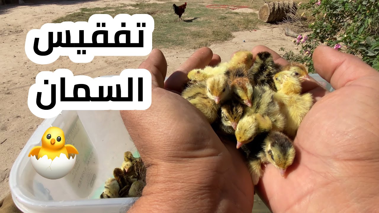 تفقيس 🐣 أنوع جديدة من الدواجن في المزرعة 