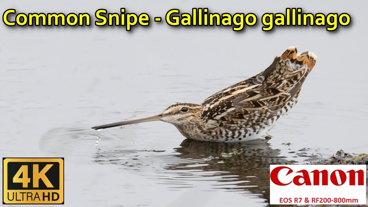 Common Snipe   Gallinago gallinago