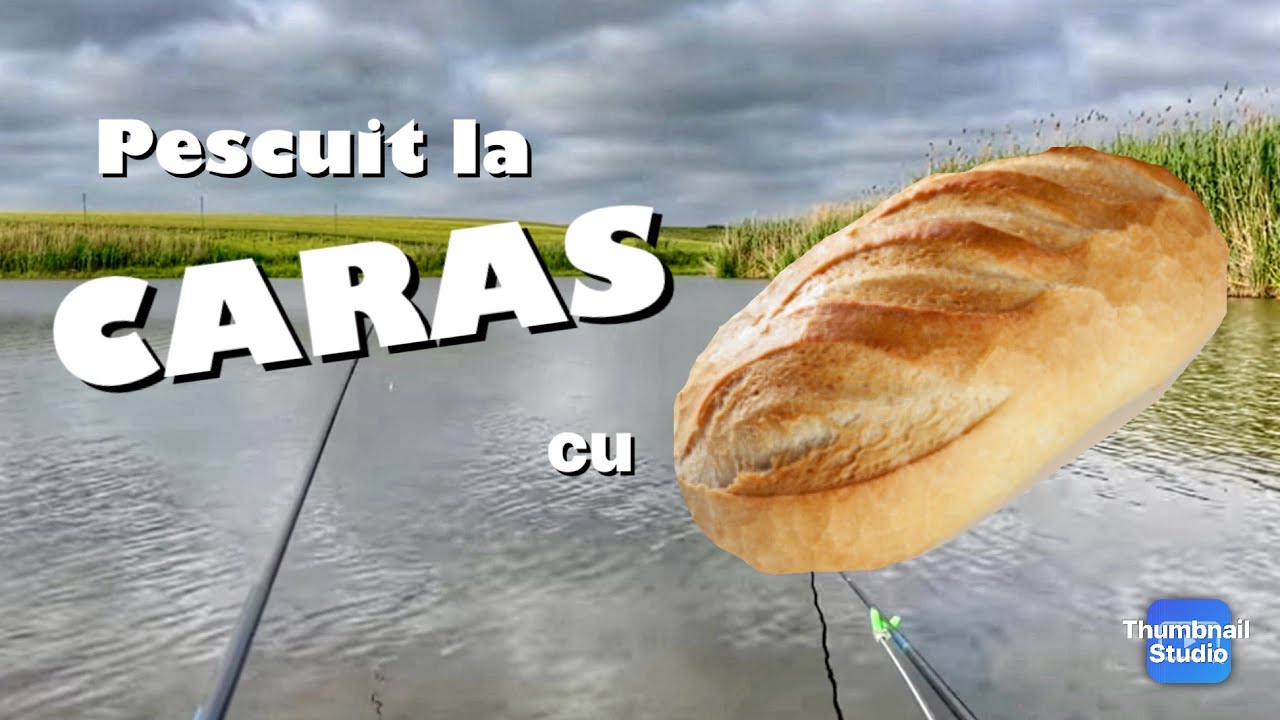Pescuit cu reținere la caras pe Balta GAGU 2. 🔴A intrat la pâine!