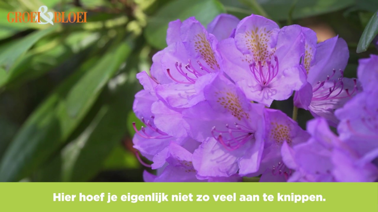 Rododendron en azalea snoeien en verzorgen