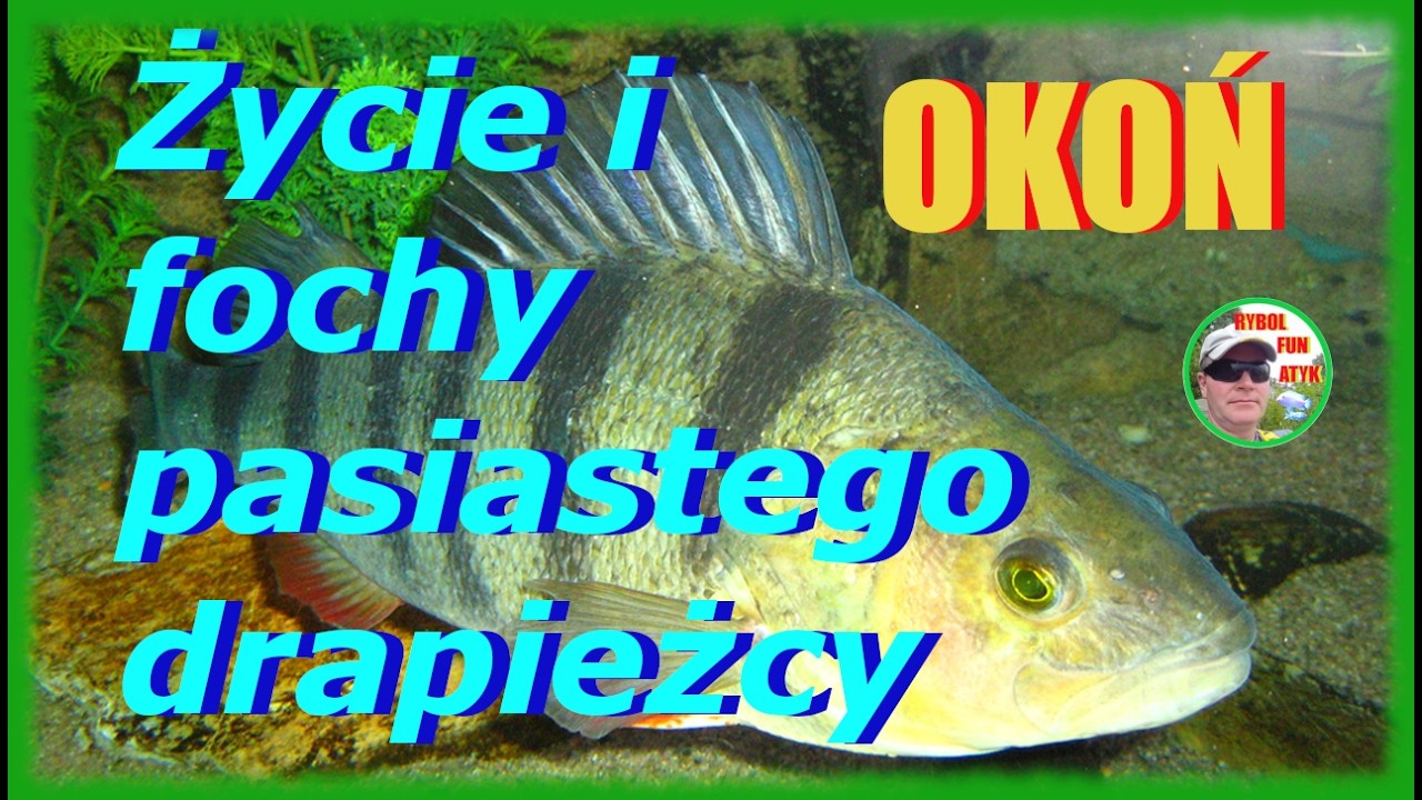 OKOŃ- bystrooki drapieżnik! Od ikry do okazów! Jak rośnie i dlaczego nie bierze ! Fochy okoni!!!