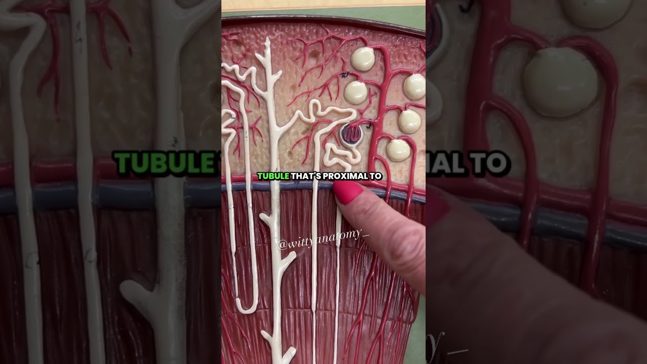 🌟Nephrons EASYYY | By an Anatomy Professor