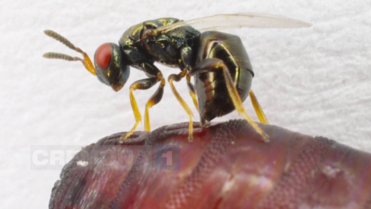 Trattamento contro la Piralide del mais mediante lotta biologica. Distribuzione Trichosafe con DRONE