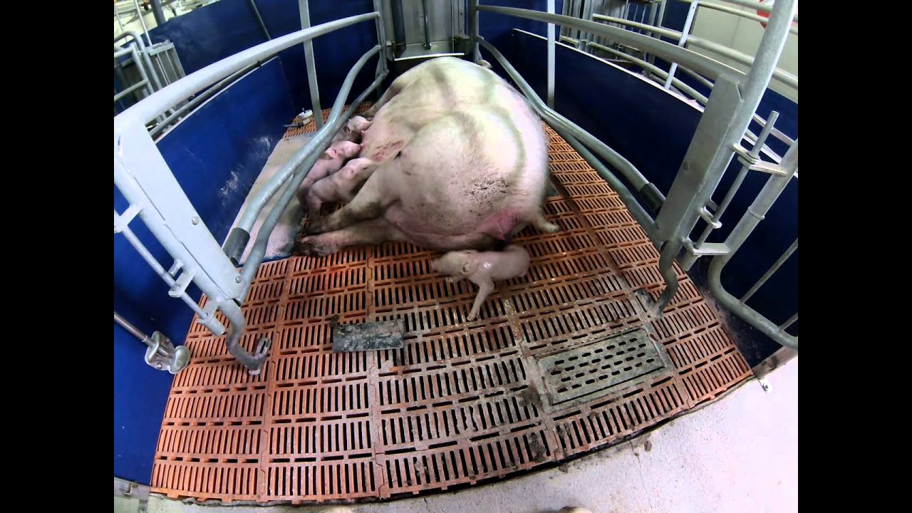 Abferkeln – Geburt der Ferkel