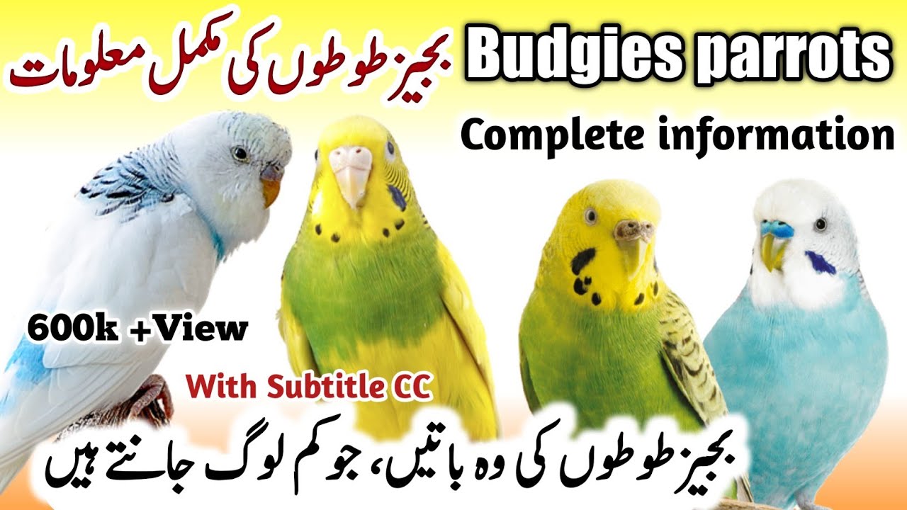 Australian Budgies Parrot Breeding Tips | Budgies Parrot Colony & Cage Setup |Budgies Bird Food List