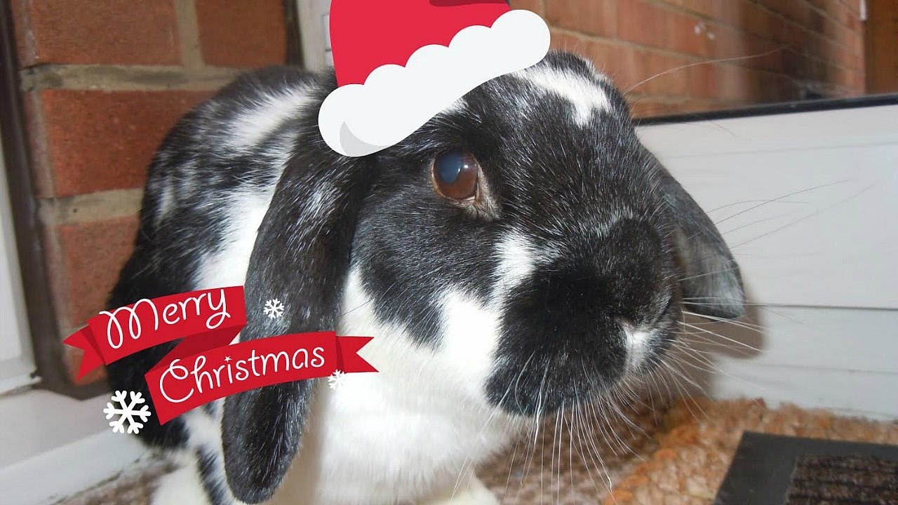 VLOG: Rosie Opening and Reacting To Her Christmas Presents | RosieBunneh