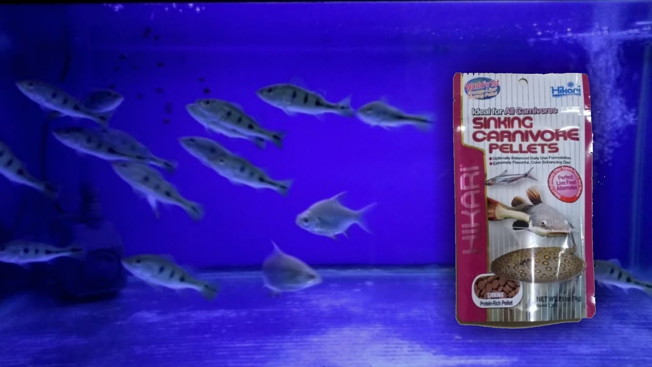 how to train PEACOCK BASS eat pellets