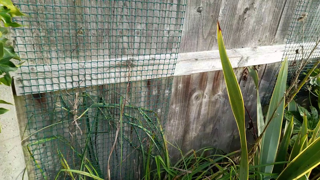 Phoenix canarianis UK hardy ?