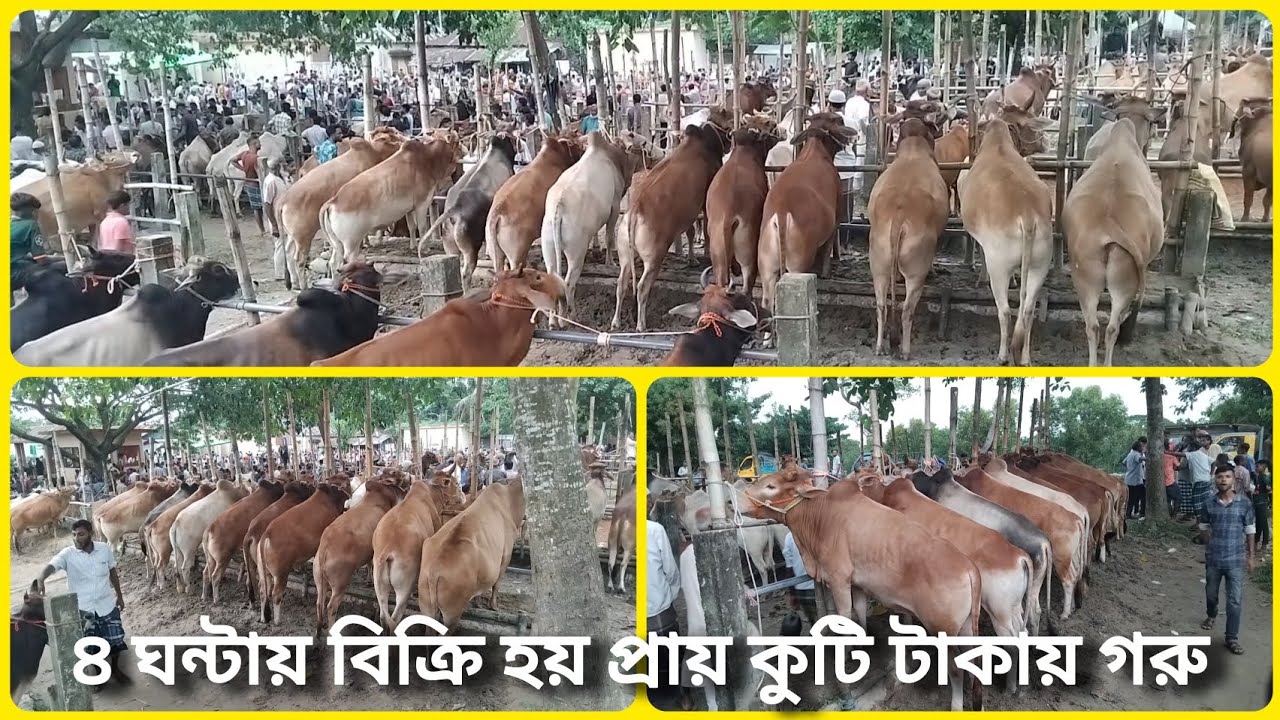 ৪ ঘন্টায় বিক্রি হয় প্রায় কুটি টাকায় গরু | ঐতিহ্যবাহী সরকার বাজার |  মৌলভীবাজার | Cow market 