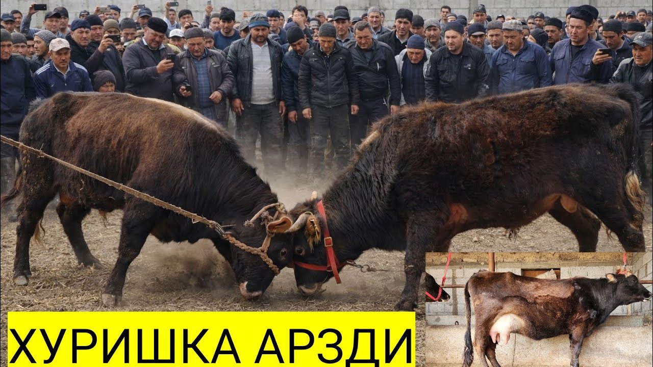 МАРХАМАТЛИГ АРЗОНЧИ САЙДИЛЛОХ ДАН🔥 ПУЛИ АРЗОН СУТИ БОР БУГОЗЛАР СОТЛАДИ 