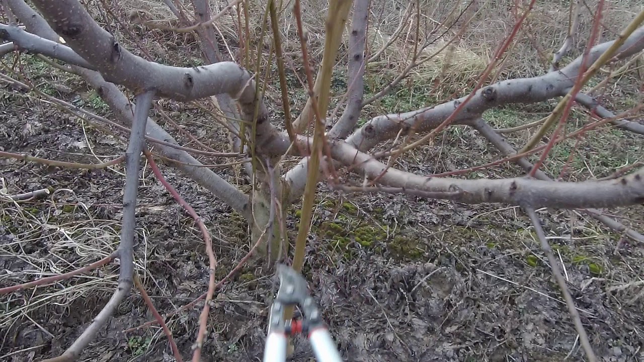 Őszibarack metszés 4 éves termőkorban