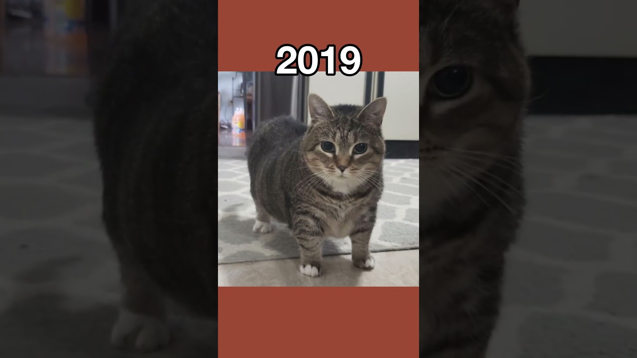 The Most Legendary Cat Memes (then vs now) #shorts