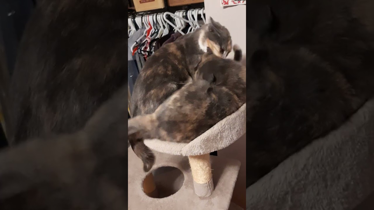 Bite Fight in the Night!! #cats #crazycats #adorable #funnycats #funnypets