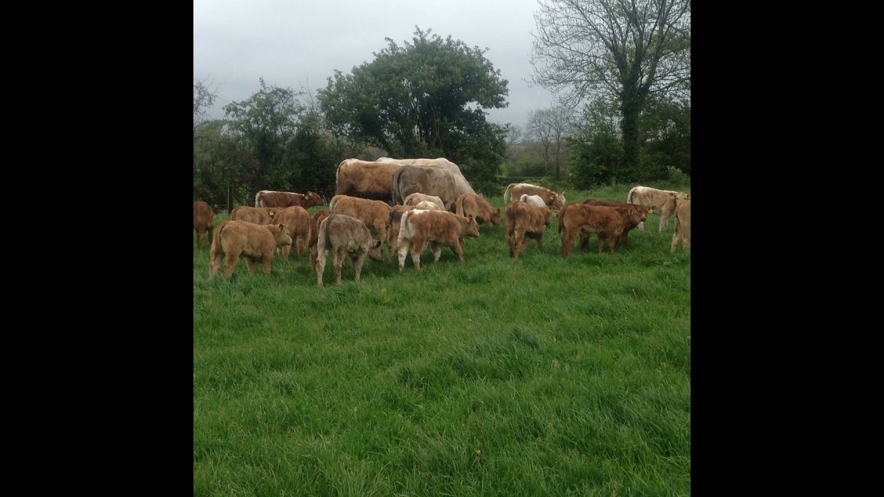 The Long Established Young Farmer scheme & update on scheme deadlines
