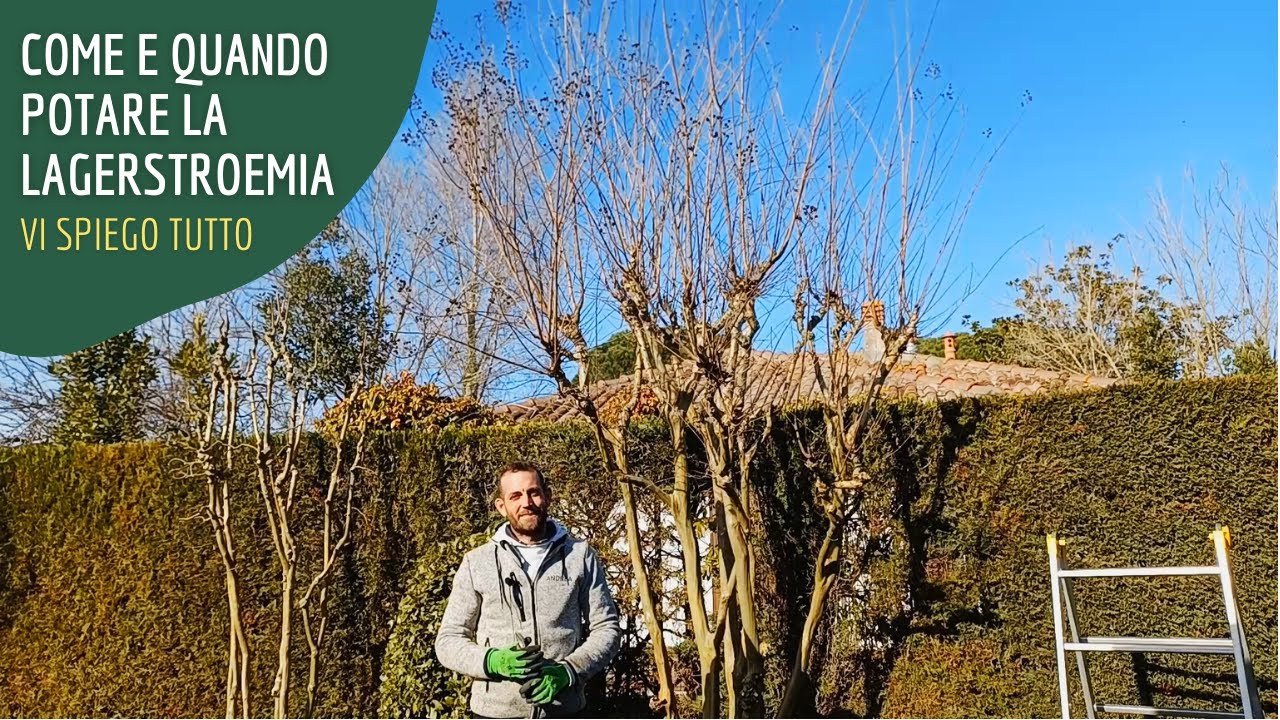 Come e quando potare la lagerstroemia per farla fiorire al meglio