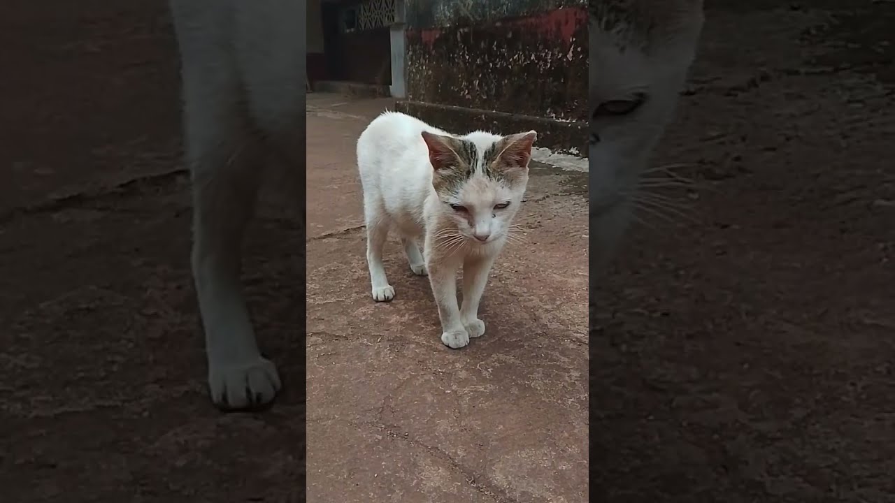 Cat Zone  is live!
