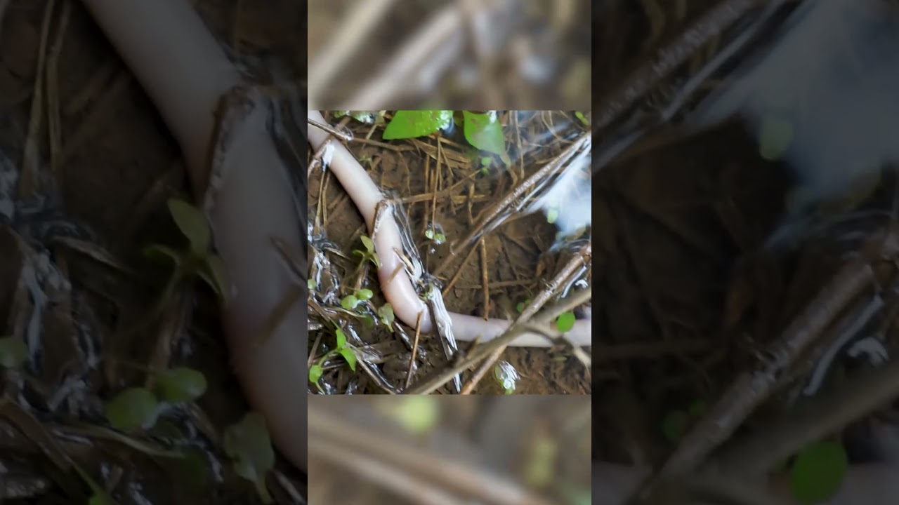 Incredible a worm  #NatureWorms #woem