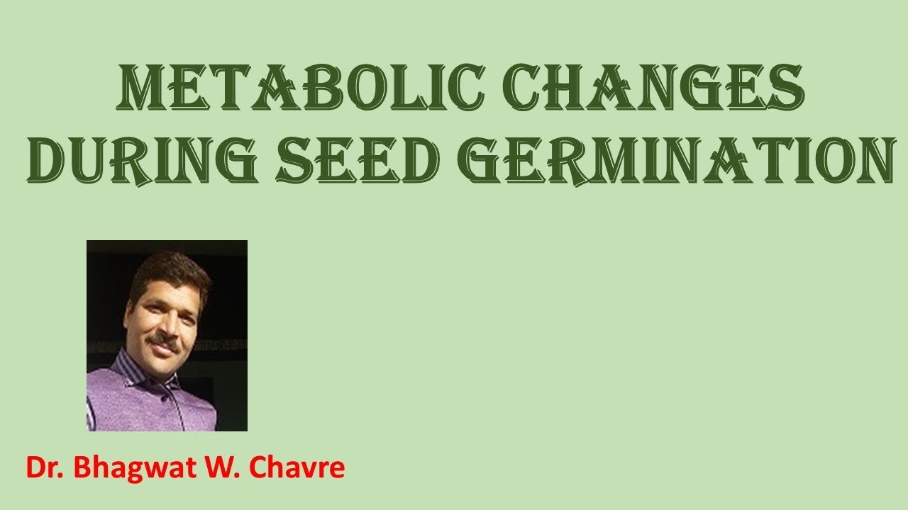 Metabolic changes during Seed Germination