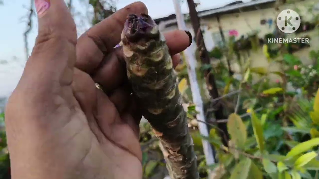 January garden ll ಚಳಿಗಾಲದ ನಂತರ ಮಾಡಲೇಬೇಕಾದ ಕೆಲಸಗಳು