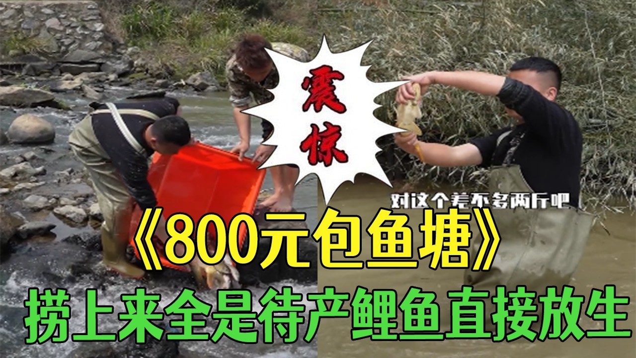 800元包魚塘，撈上來全是待産鯉魚直接放生#小飛哥#護外 #抓魚 #農村生活 #三農 #我要上熱門