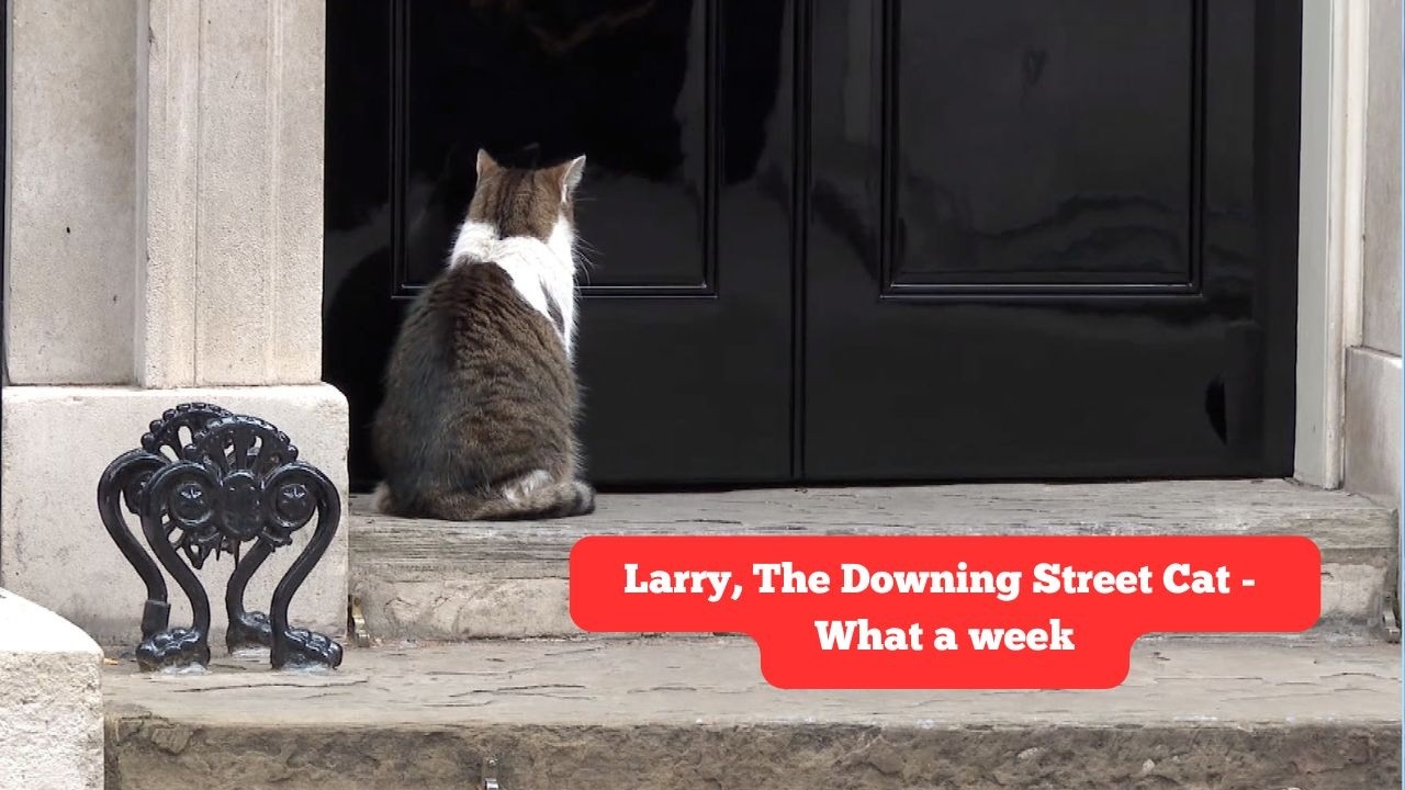 Larry, The Downing Street Cat  - What a week!