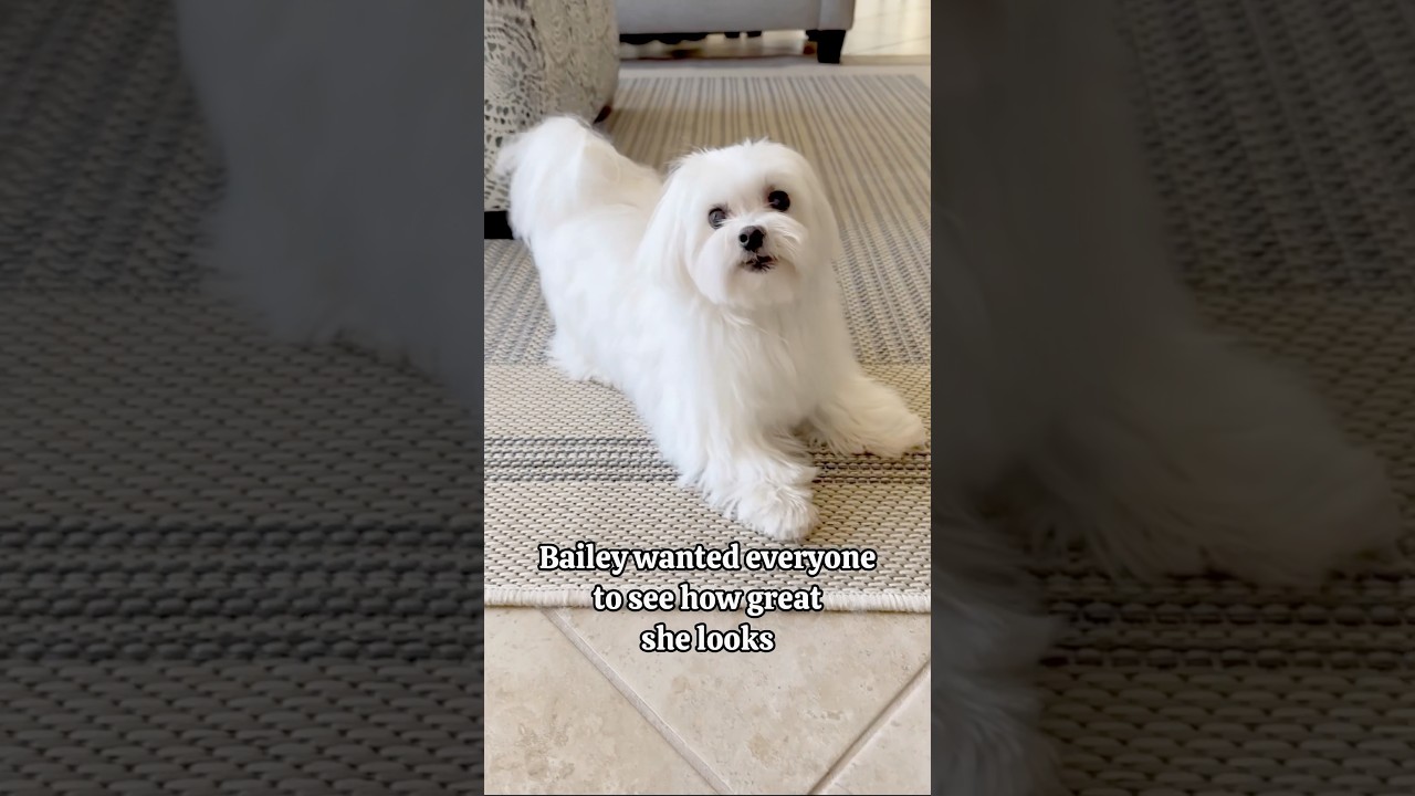 Jumping for Attention 😊 #maltese #dog #mygirl #whitedog #doglover #maltesedog #maltesedog #cutedog