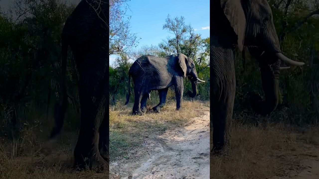 5 legged elephant 🐘 📍 Zimbabwe