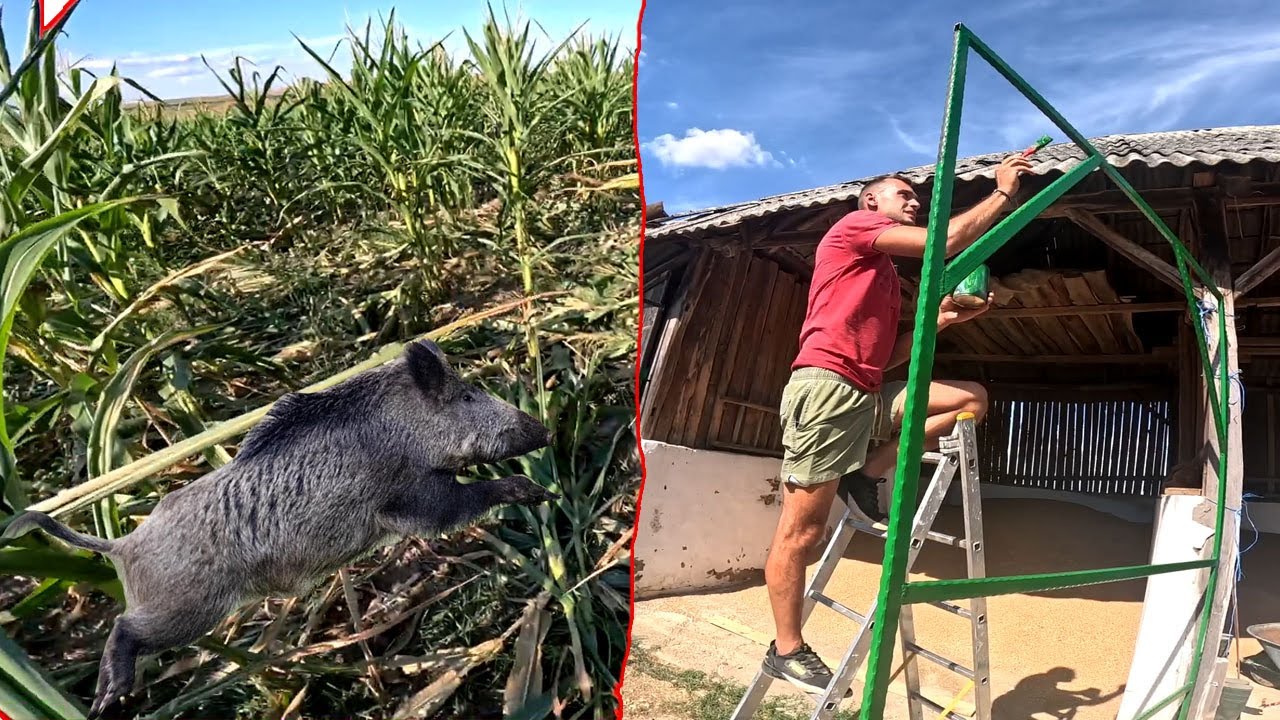 A VADDISZNÓ IDÉN IS KÁRT OKOZOTT!🌽🐷🐖