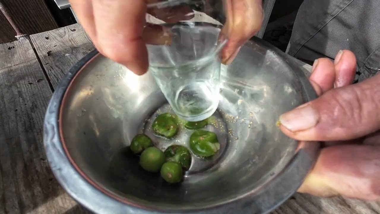 Селекция картофеля №275 простыми семенами (ППС) из урожая ягод картофеля.