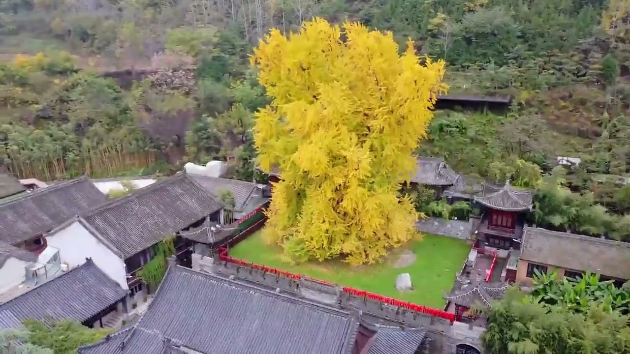 1400-year-old Ginkgo Tree in the Gu Guanyin Buddhist Temple