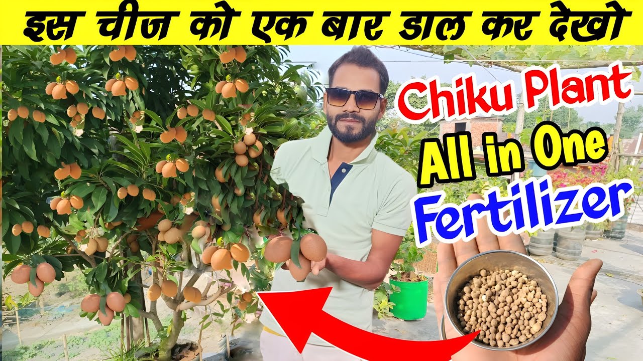 Chiku how to convert flower into fruit || चीकू में फूल तो बहुत आते हैं लेकिन फल नहीं बनते।