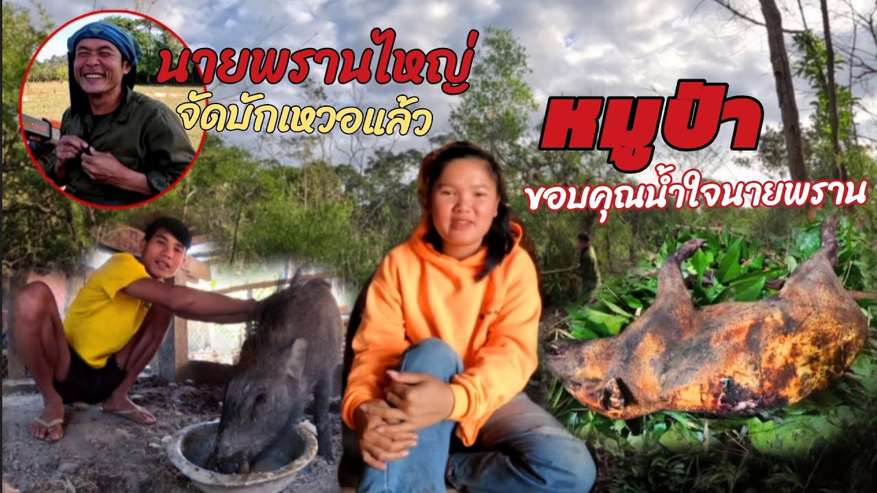 12 กุมภาพันธ์ ค.ศ. 2026 ชอยจุ๊หมูป่า (นายพรานไหญ่จัดไห้)//ຊອຍຈຸ໊ຫມູປ່າ(ພານໄຫຍ່ຈັດໄຫ້)ThonBanNa