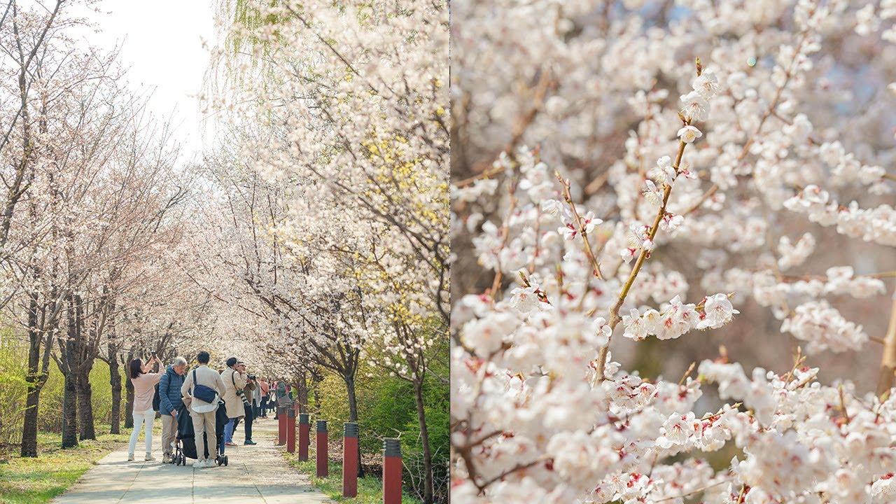 Walking Through Yeouido Cherry Blossom Festival 2025 | Seoul Spring Walking Tour 4K HDR