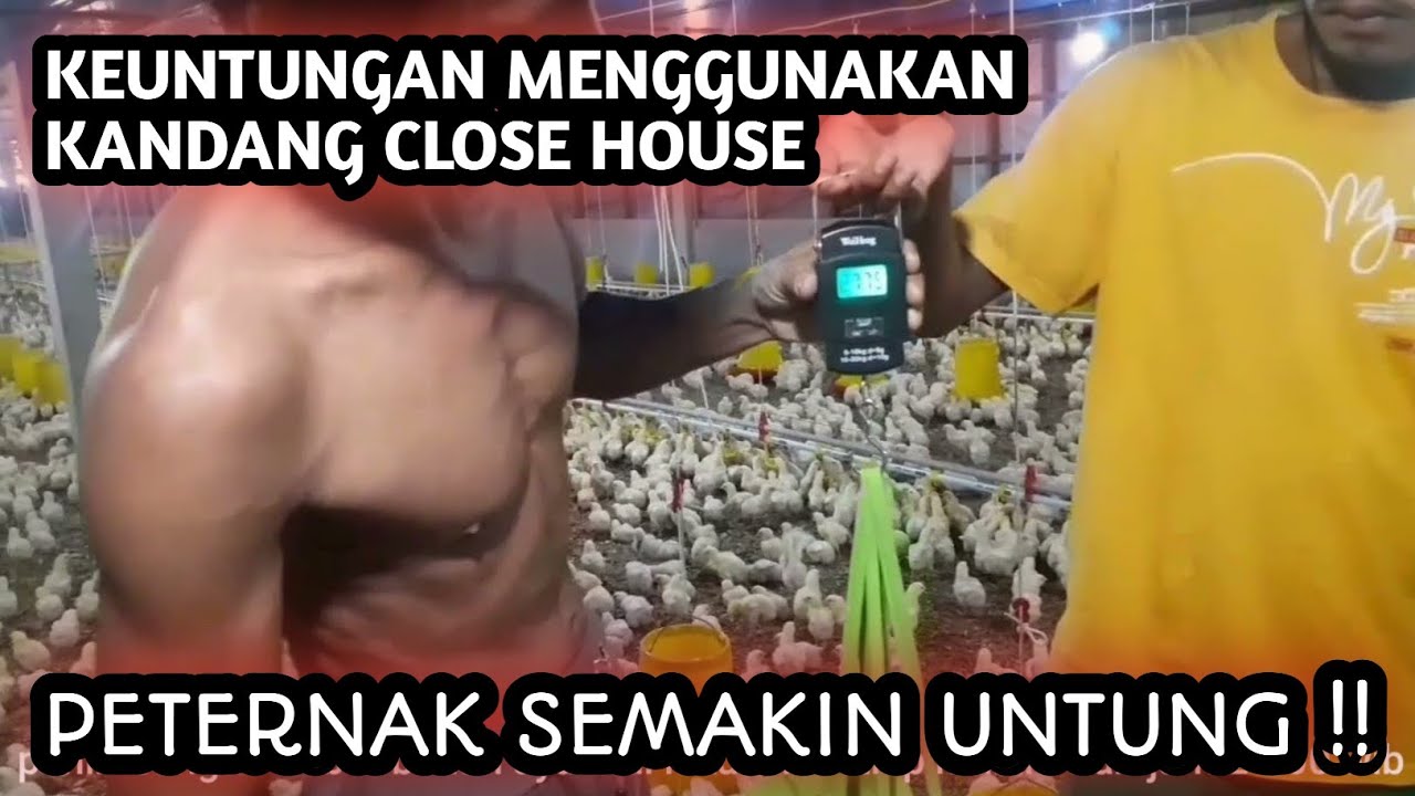 MANAJEMEN KANDANG CLOSE HOUSE PETERNAKAN AYAM BROILER