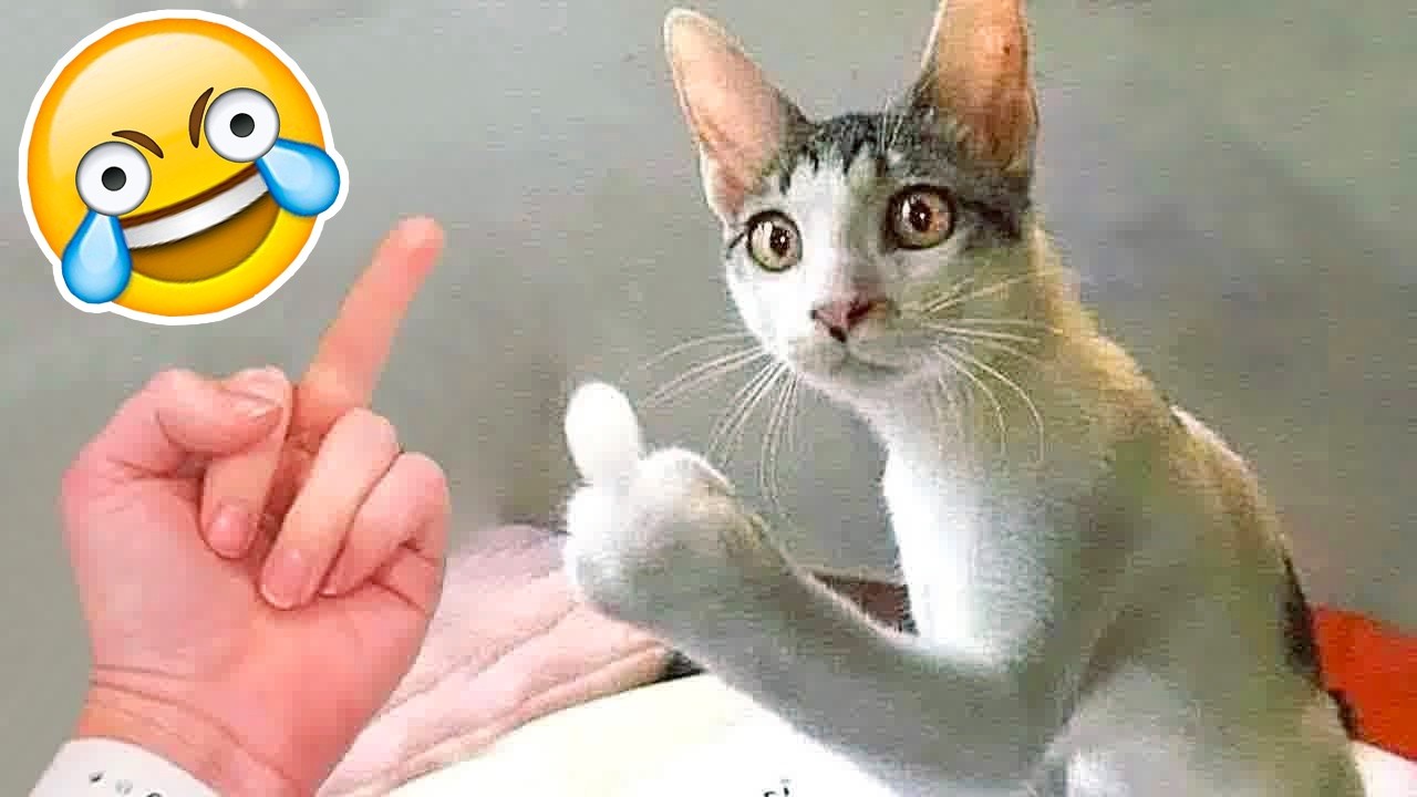 SI TE RIES PIERDES NIVEL GATITOS Y PERRITOS 💀😂[999.99 IMPOSIBLE NO REÍRSE]😱 Videos De Risa 2026😂