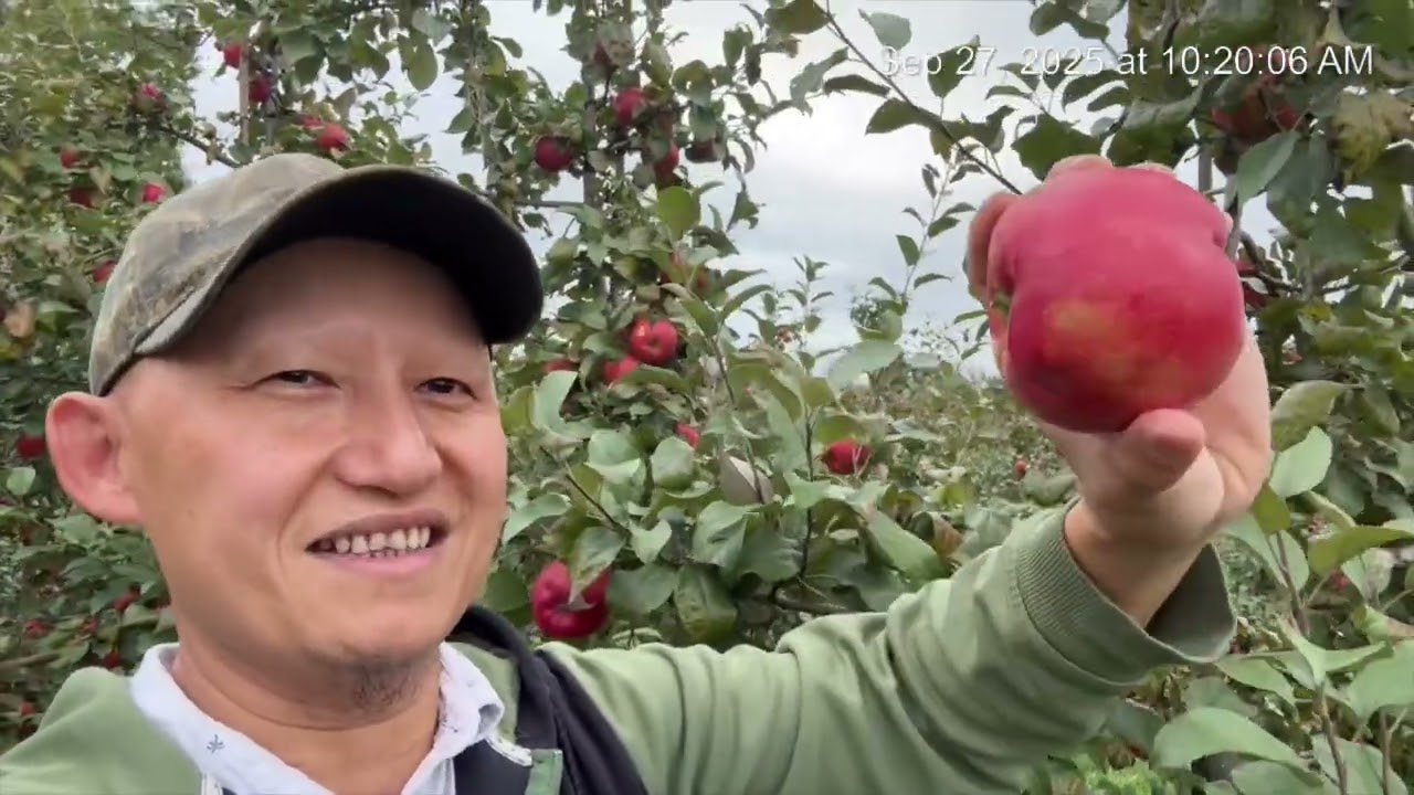Mountain Orchards / 2025