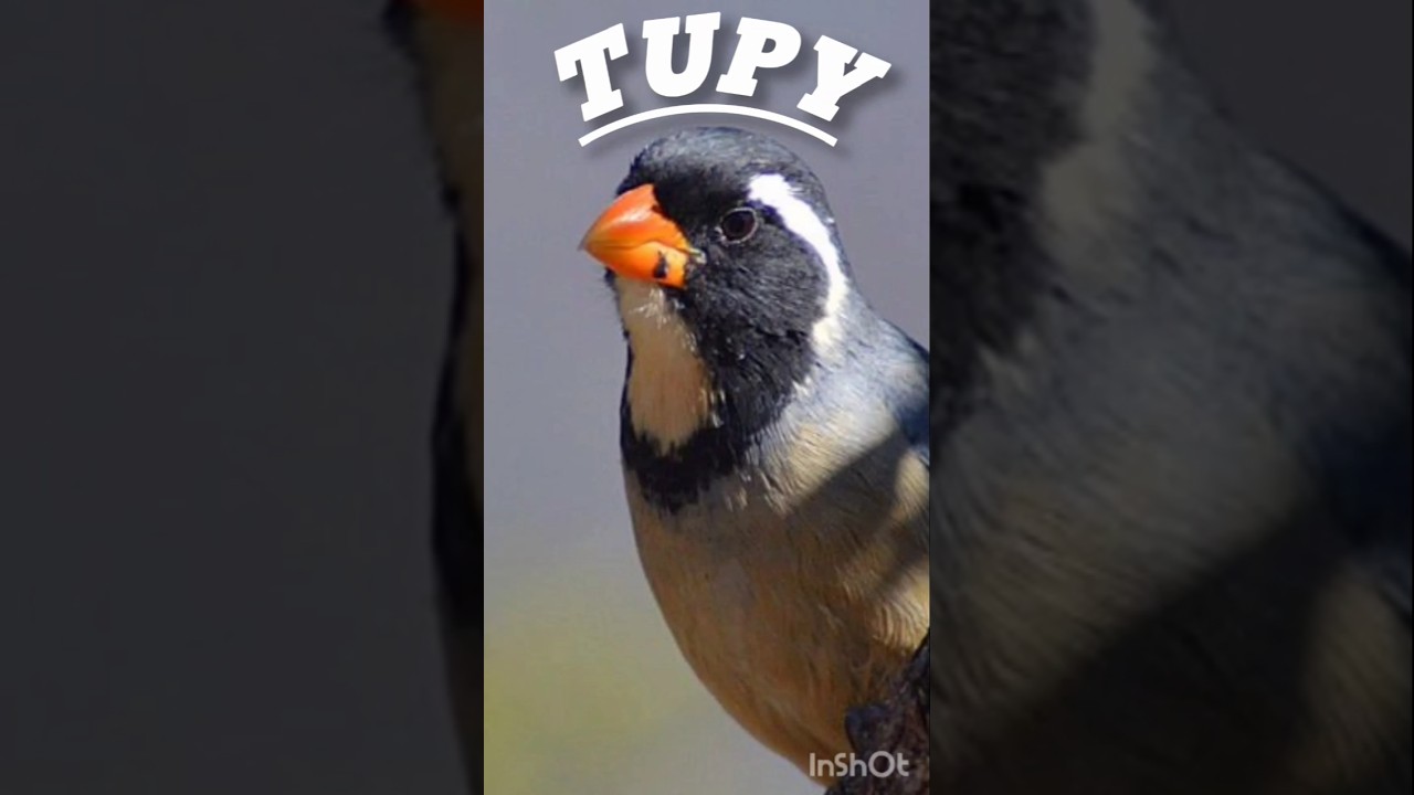 OLHA O CANTO DIFERENCIADO DO TUPI  ! #trincaferro #tupi #bicodepimenta #coleiro