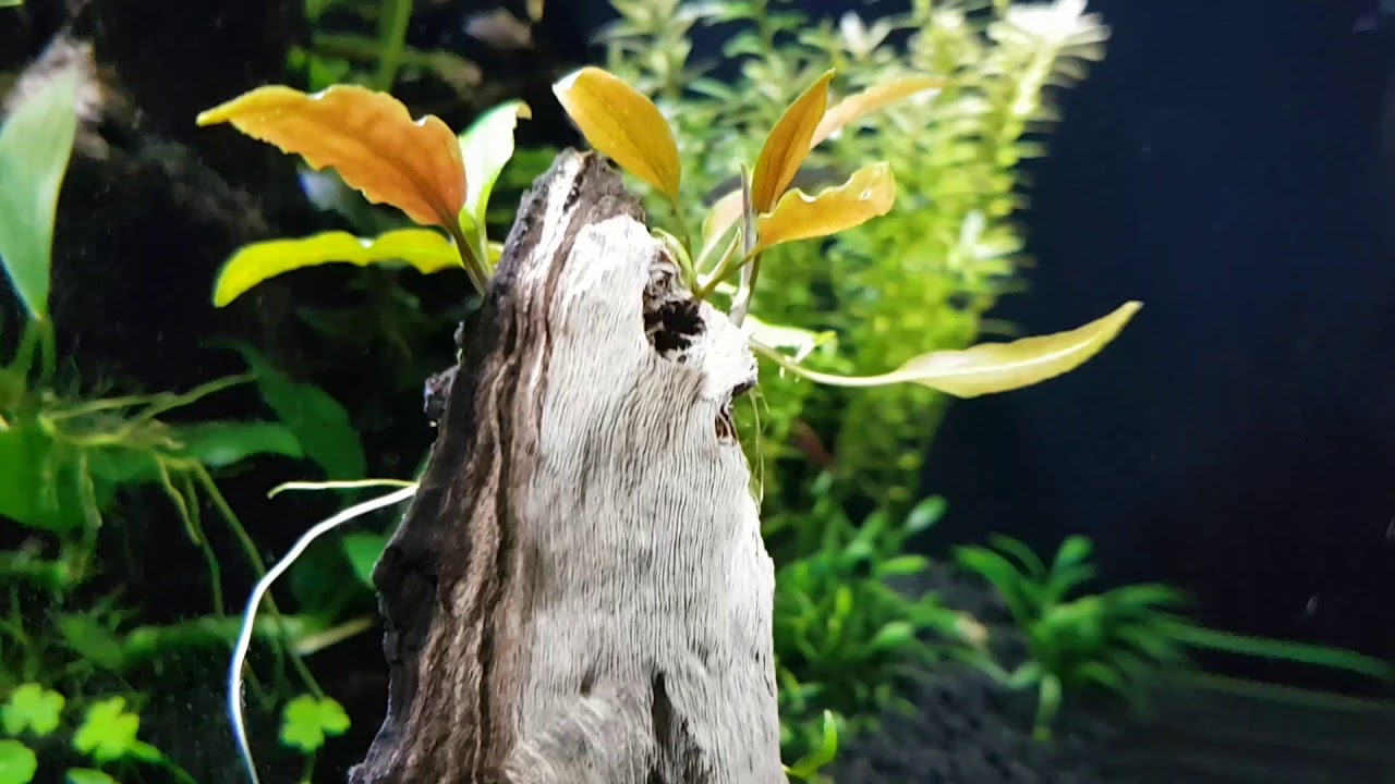 Dennerle 30l nano tank one+year