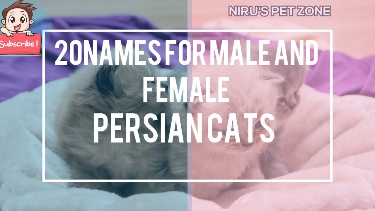 TOP 20 CUTE MALE AND FEMALE PERSIAN CATS NAMES in 2020😍| NIRU'S PET ZONE