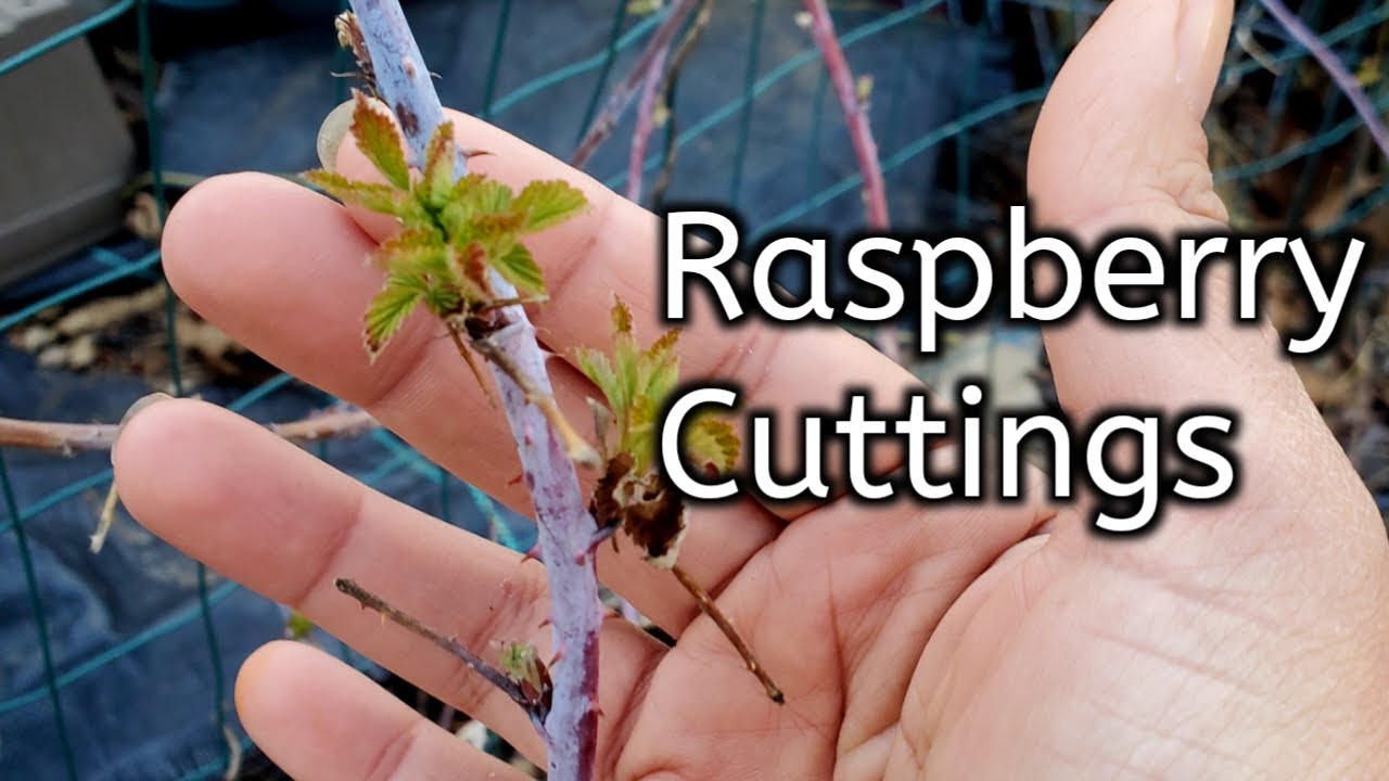 Propagating And Air Layering Raspberries- Let's Multiply Some Raspberries For Free!