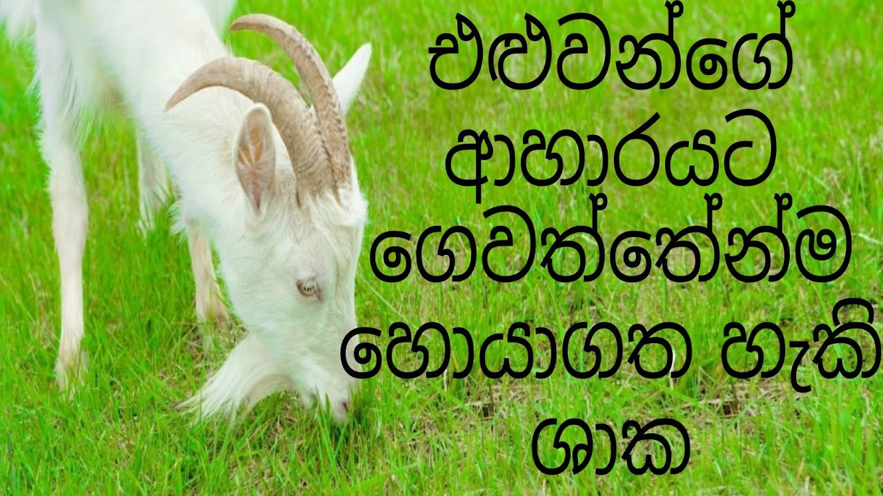 එළුවන්ගෙ ආහාරයට ගෙවත්තෙන්ම හොයාගත හැකි ශාක/එළු පාලනය/eluwange ahara/ elu palanaya