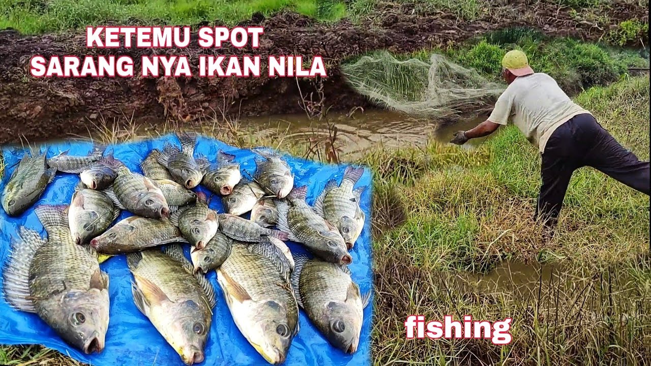 KETEMU SPOT SARANG NYA IKAN NILA.