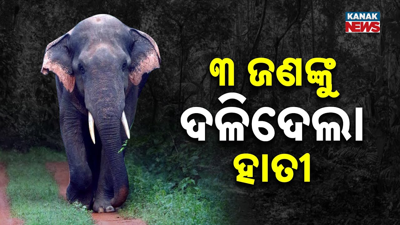 Elephant Attack in Dhenkanal Forest Claims 3 Lives | Several Injured