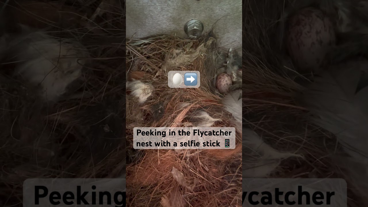 Peeking Inside the Flycatcher Nest 📷🐣 #birdnest #flycatcher #nestcheck
