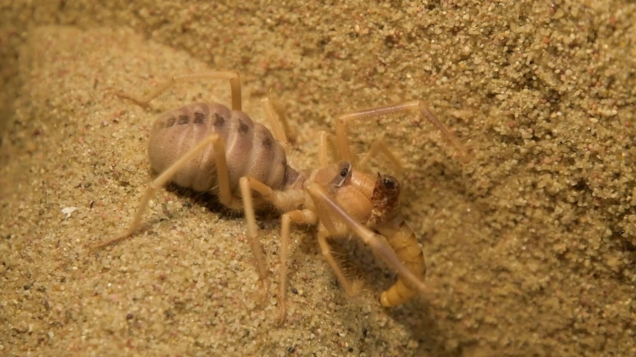 Solfuga   Galeodes