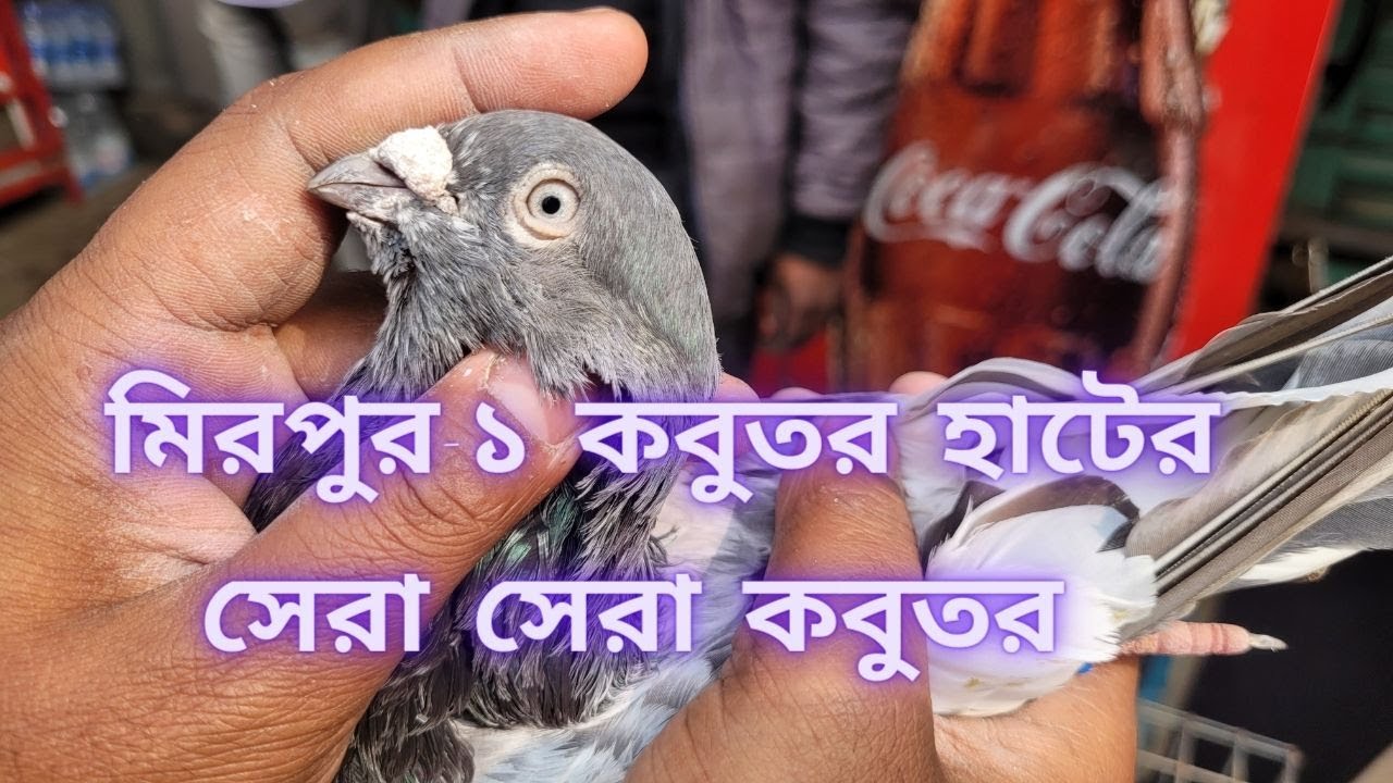 আজকের মিরপুর ১ কবুতর হাটের সেরা সেরা কবুতর🧐| Miraj Pigeon