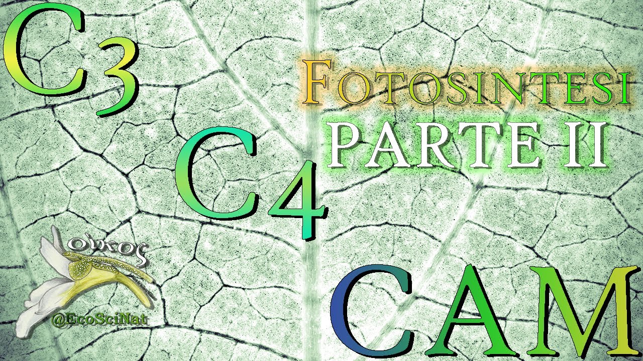 Fotosintesi - Parte II: i cicli C3, C4 e CAM