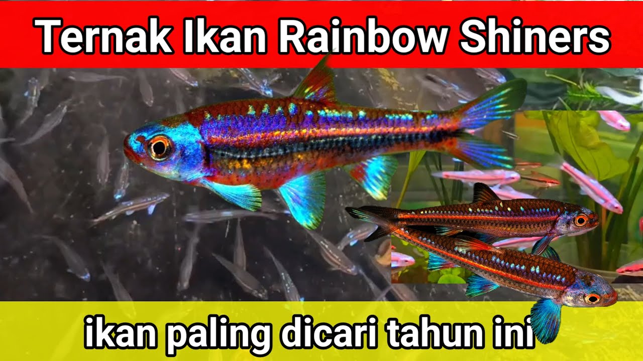 Разведение радужных рыбок-сиянок | любимая рыбка акваскейперов