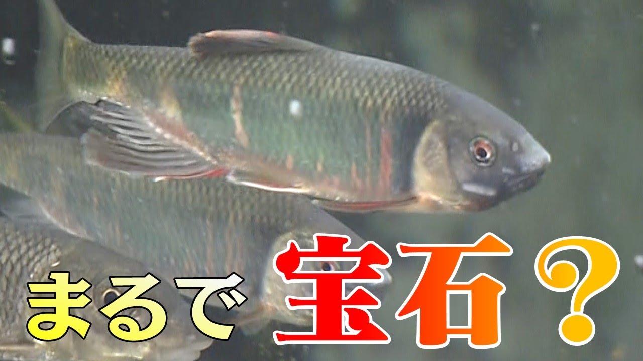 ロマンチックな川魚「オイカワ」の大変身物語